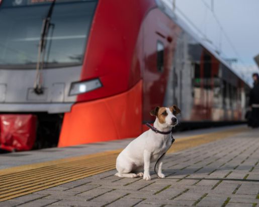 Перевезення тварин залізницею – як подорожувати з собакою поїздом?
